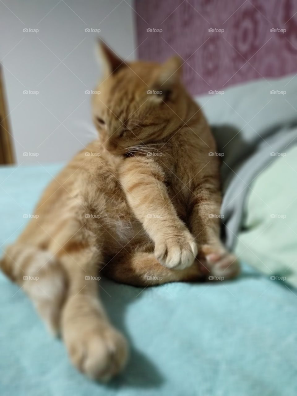 fat orange cat bath time