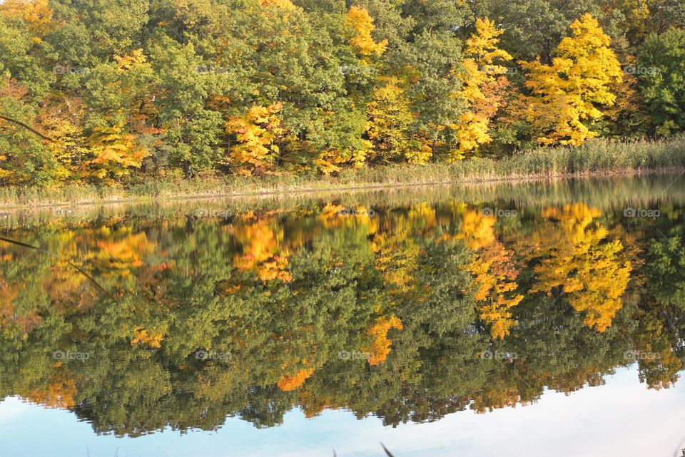 Fall Tree Lake Reflection