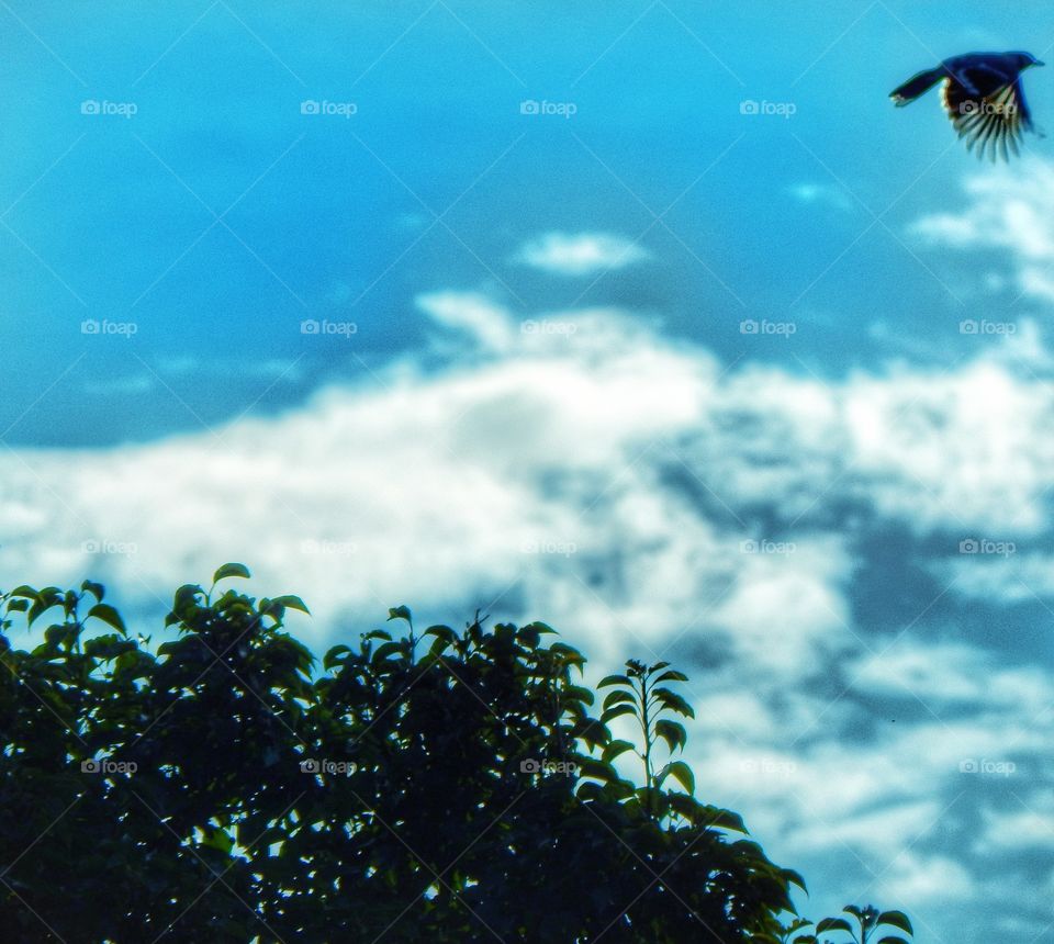 blue jay in flight