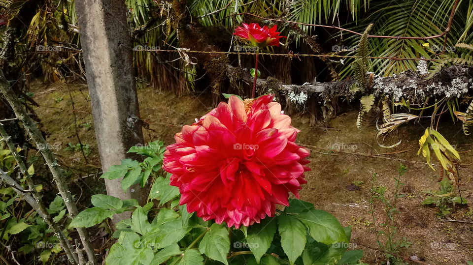 Red Dalia