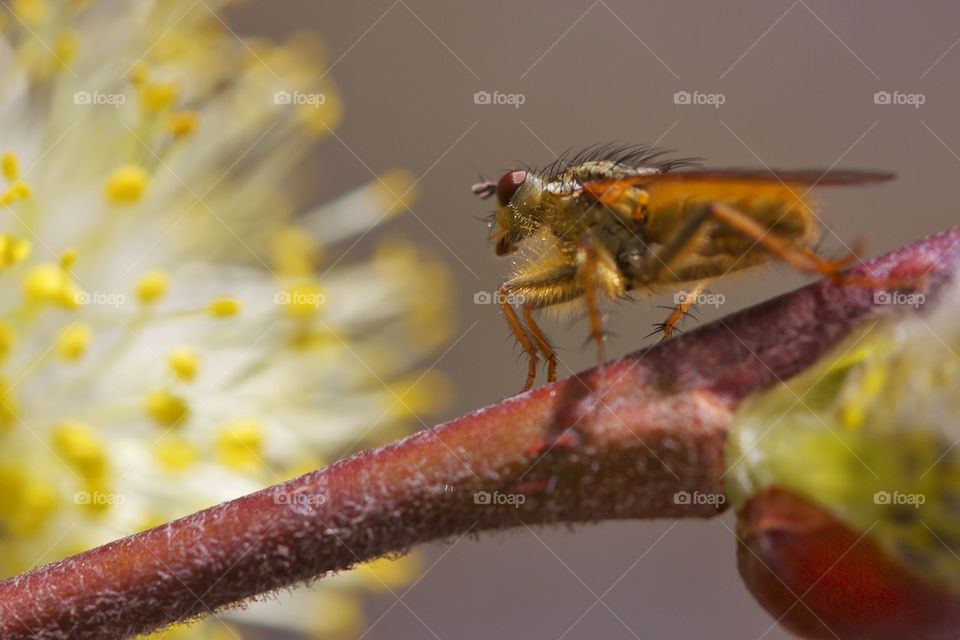 Insect on plant stem