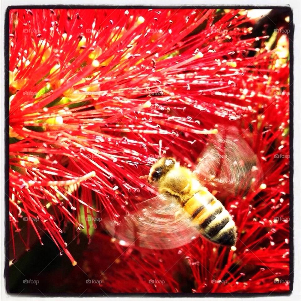 Honey Bee and Bottle Brush