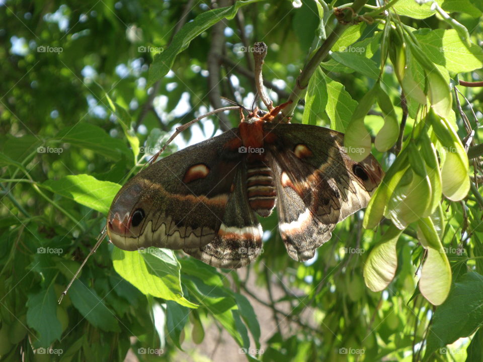 large moth in a tree