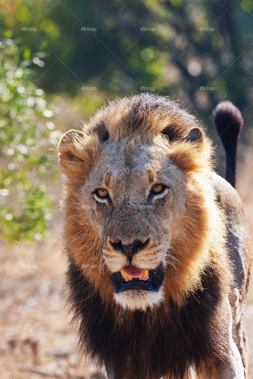 black teeth cat portrait by mike007