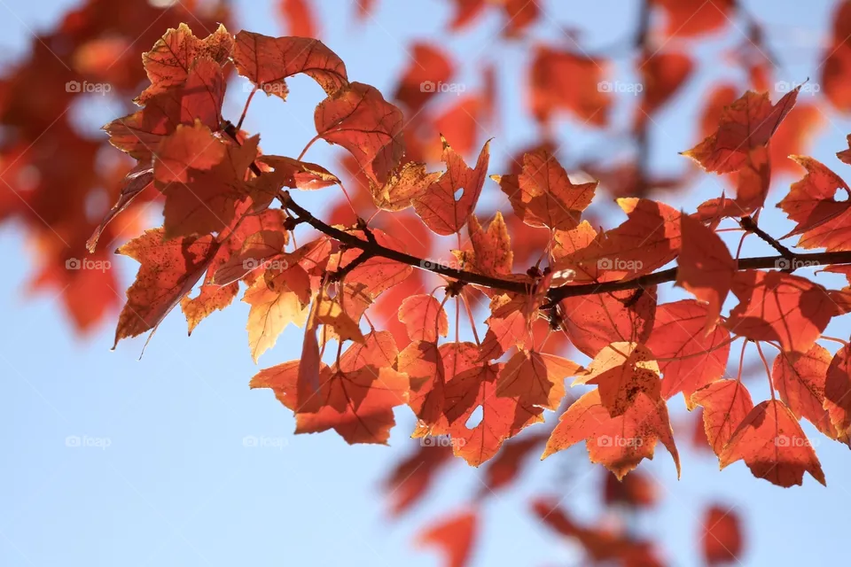 Fall leaves