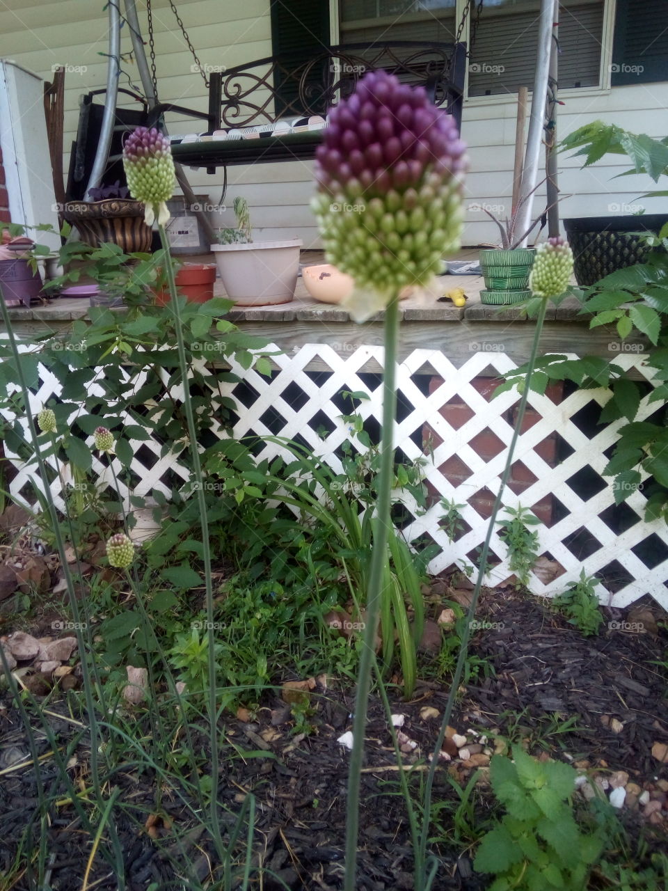 new to this garden tall and purple blooms are small and ball like on a stem where they show off.