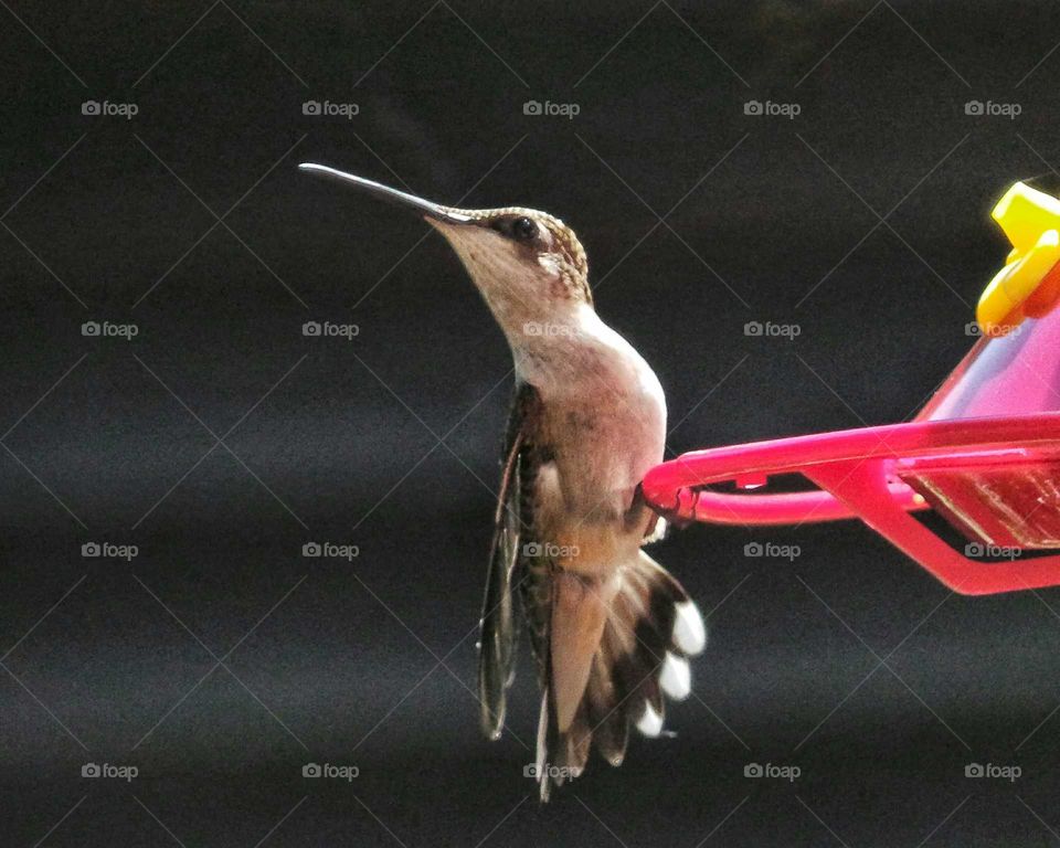 Hummingbird on bird feeder