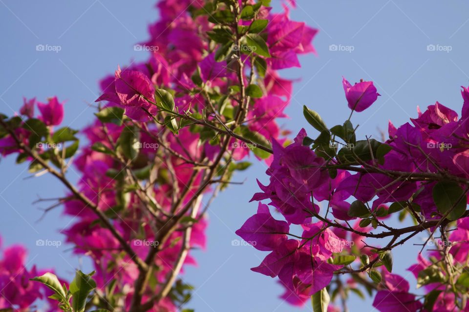 Bougainvillea Blooms