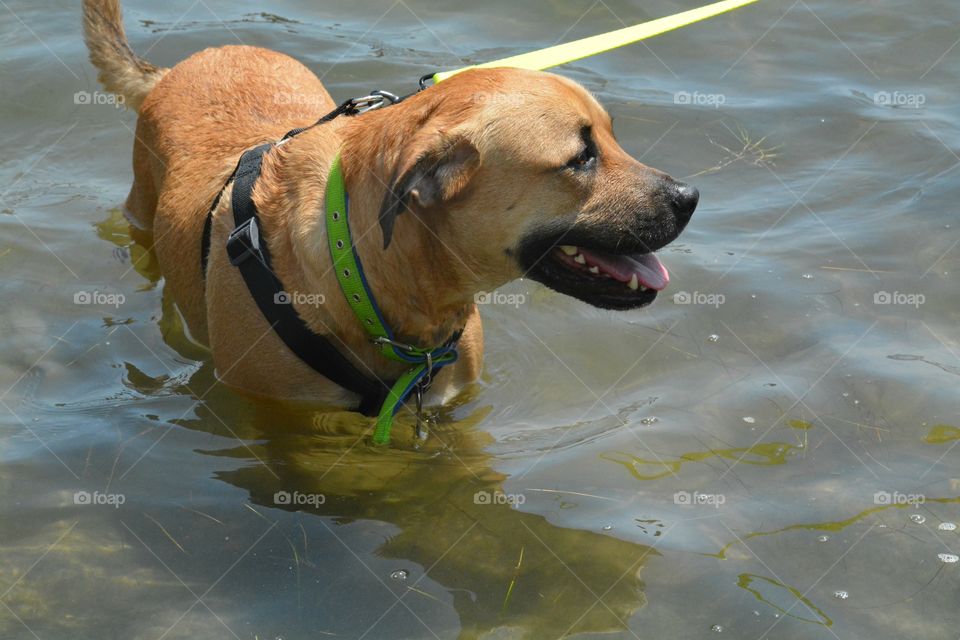 Pet cooling off in the bay on a hot day 