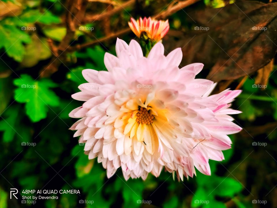 In the centre of flower it's glowing like light bulb..
it was amazing and beautiful to see this.
so plzzzzz🙏🙏🙏