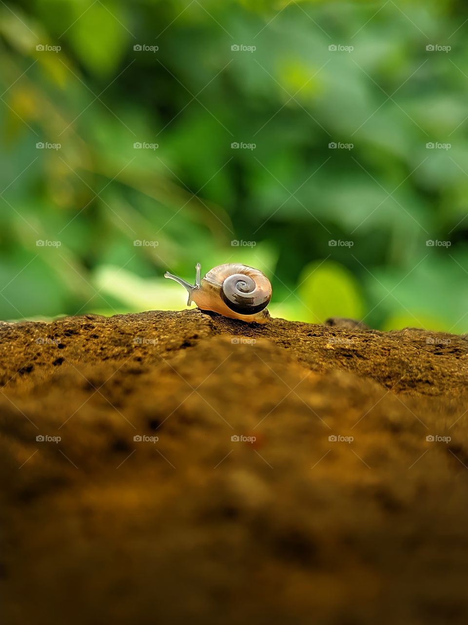 A moving snail- Capture of a small moving snail in Sion fort, Mumbai using a Realme 6i device.
picture colour graded on Adobe Lightroom and Google Snapseed applications.
exif-
f/1.8   ISO87   1/210sec.
