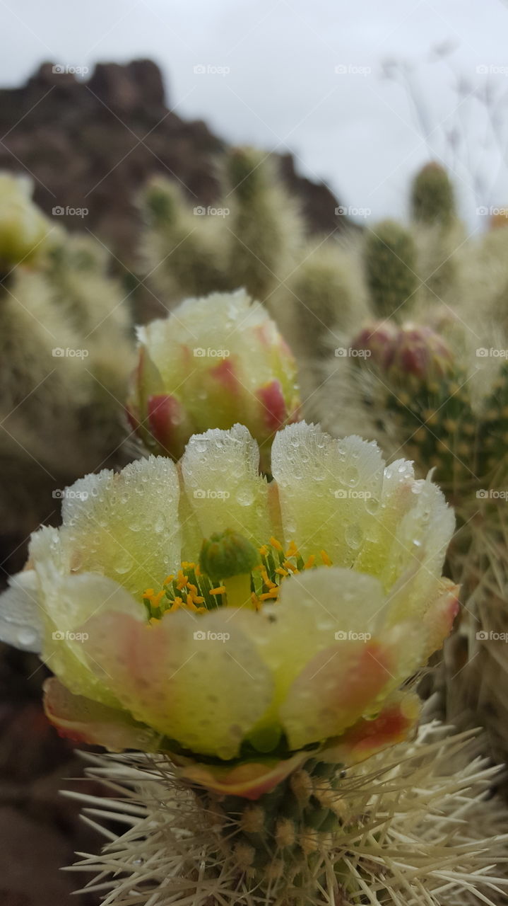 cactus