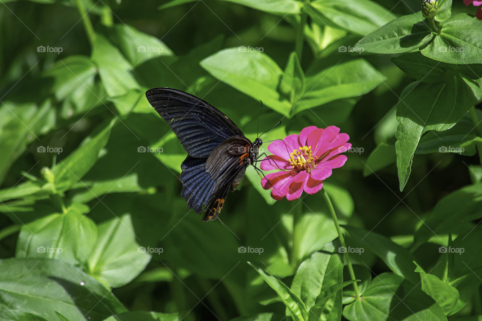 Black Butterfly on Pink Zinnia Bright colors in garden.