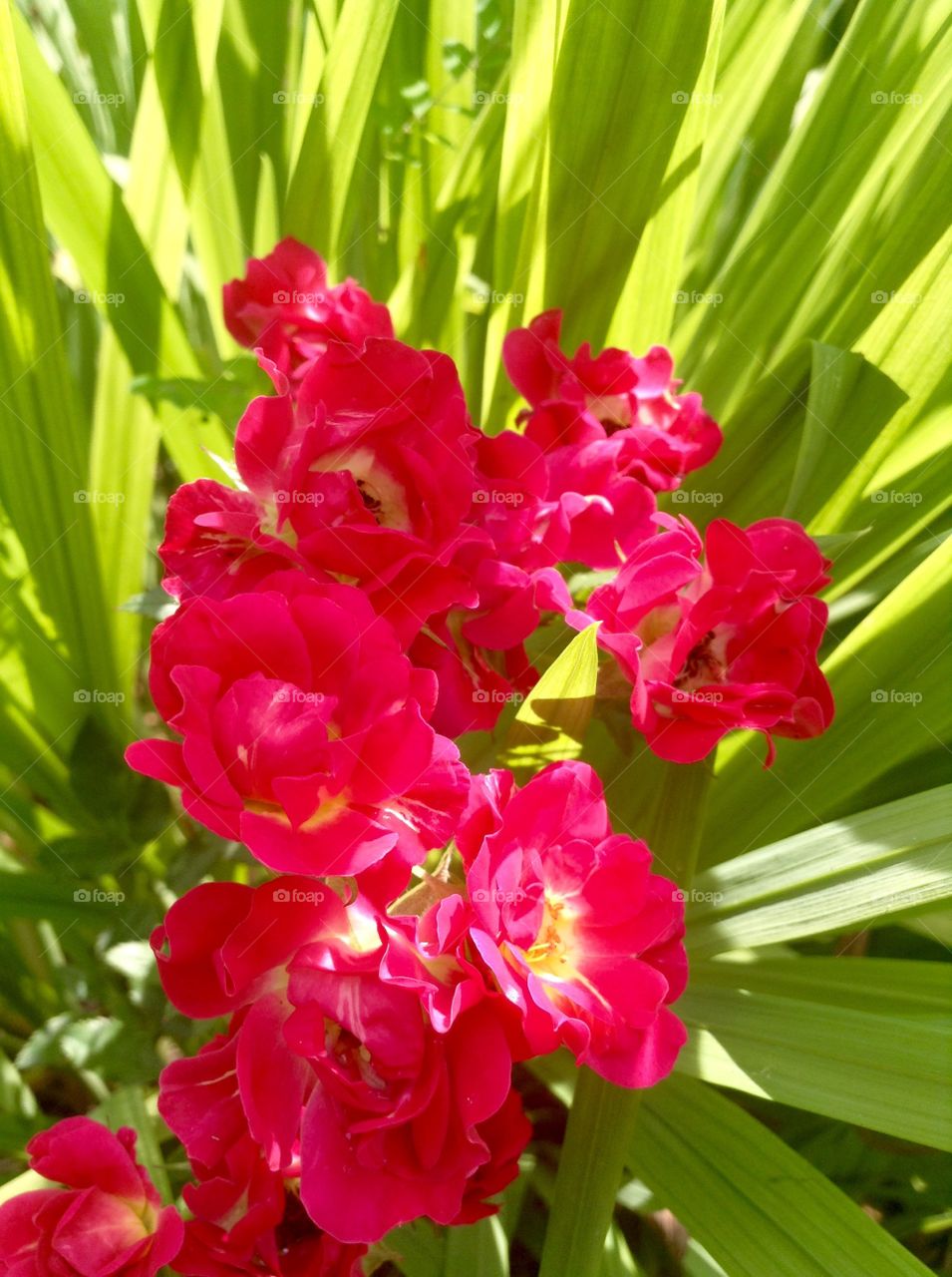 A piece of flowers from paradise...