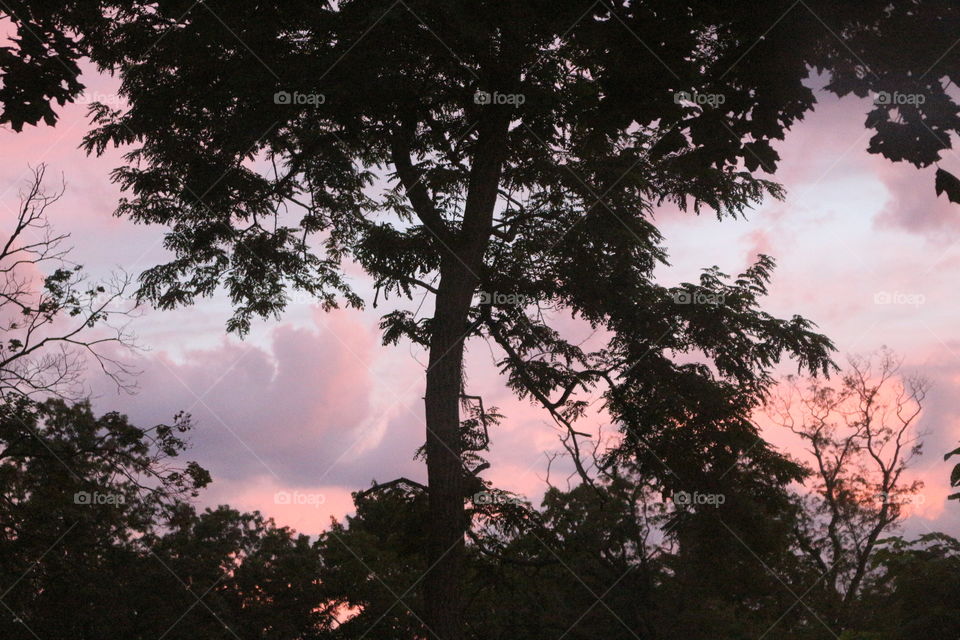 Beautiful pink skies among the trees.