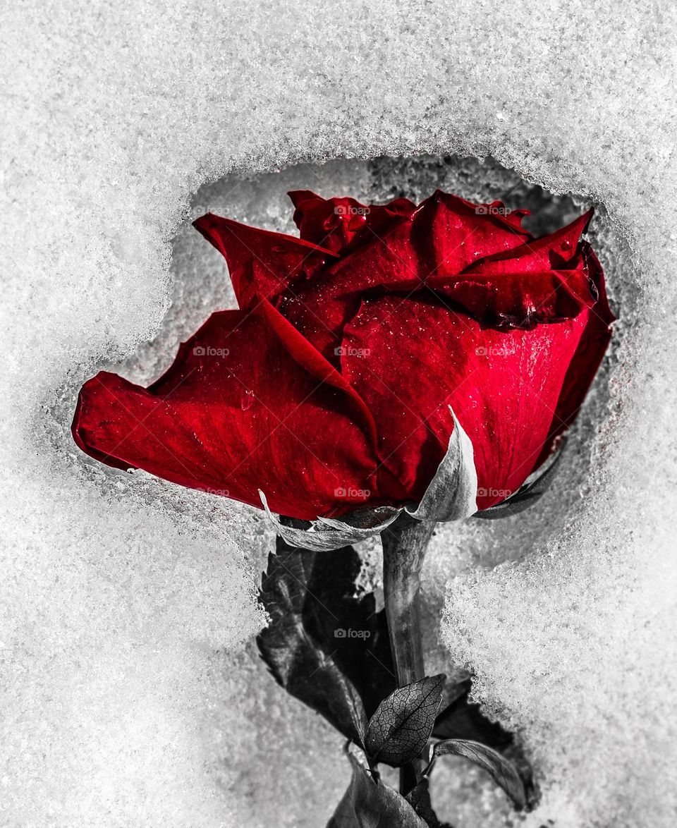 A red rose in the snow