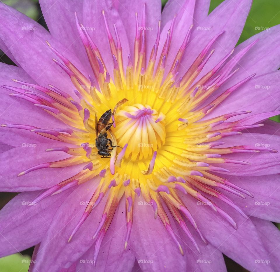 Bee is finding honey in lotus