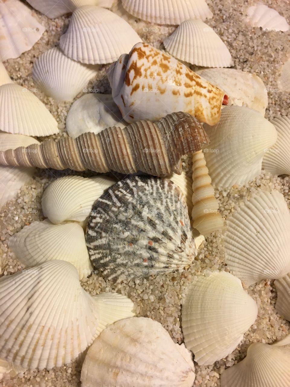 Close-up of a seashell