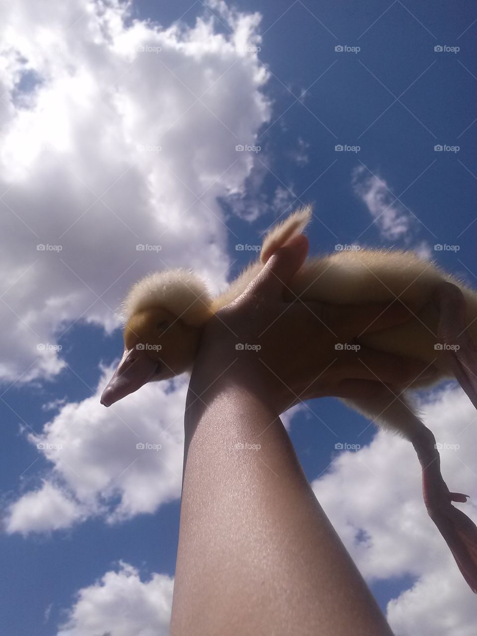Ducking being held up to a blue sky