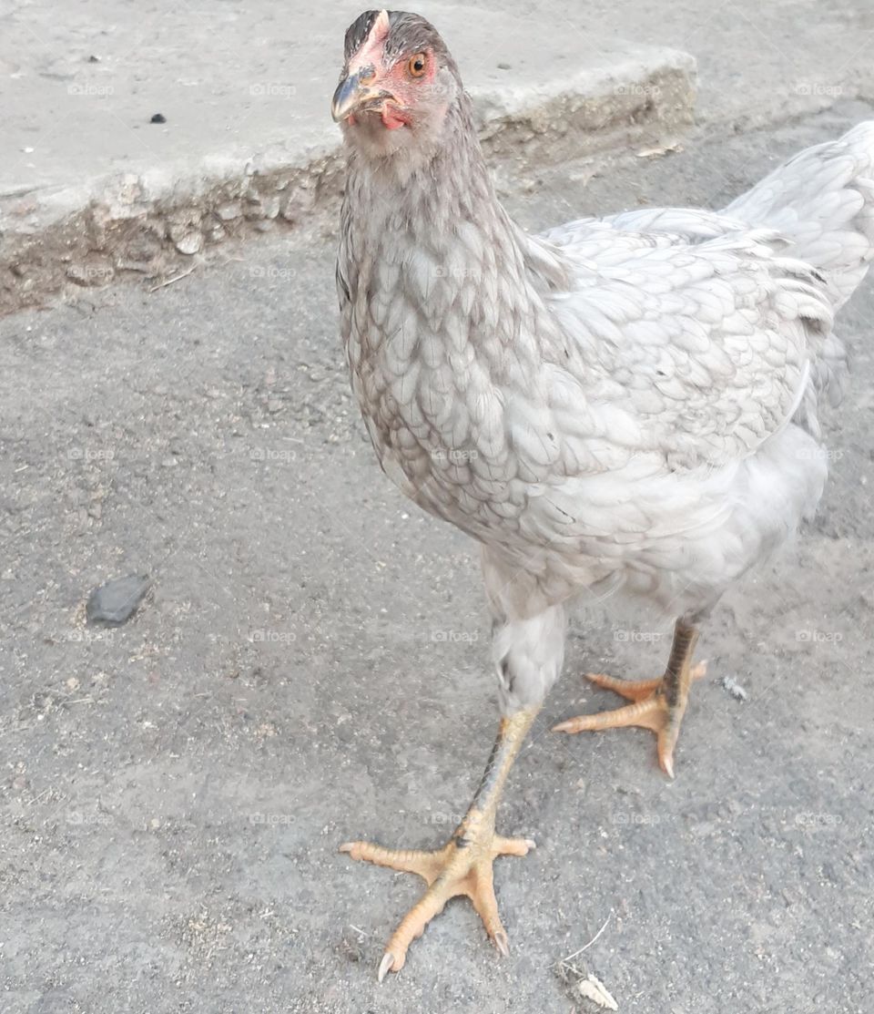 a chicken posing like a model)