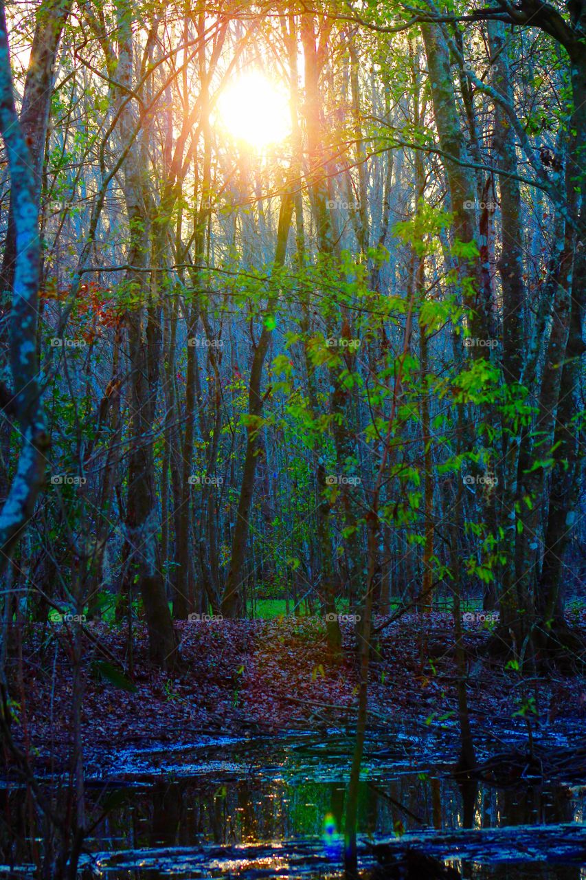 Sunlight through the canopy