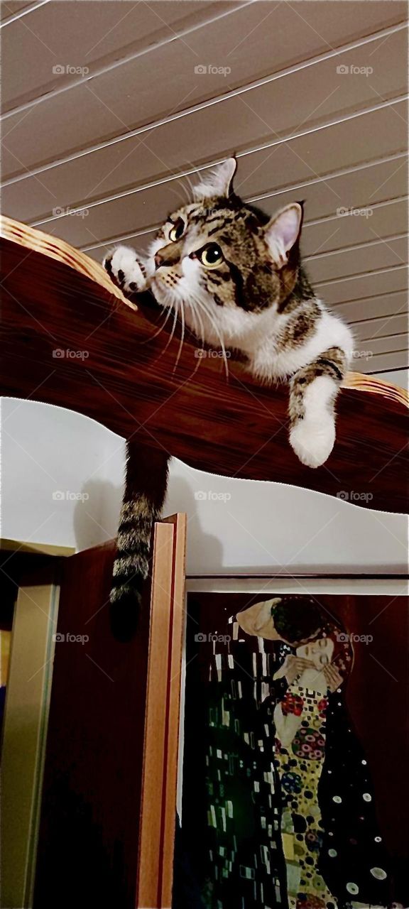 This adorable little kitty is a boy cat named “Roukey”. Actually, in human years he is a young man already. He lives in a wonderful house and garden in “Bavaria”, Germany with a human couple and his sister “Linda”. 2023. Hypnotic Productions