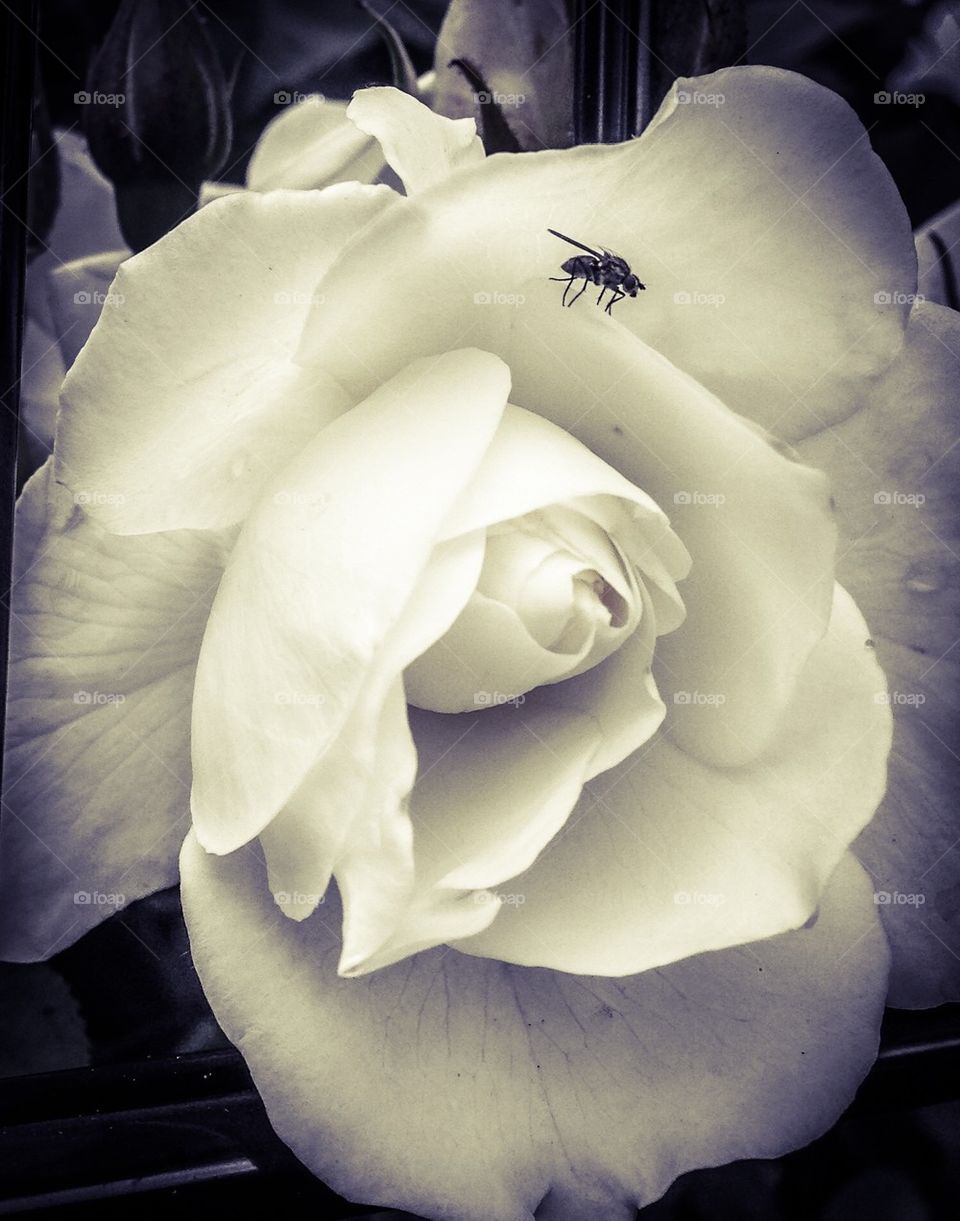 Fly on the rose
