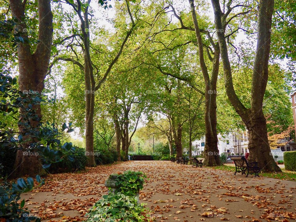 Beautiful lane of majestic trees on a fall day in London.