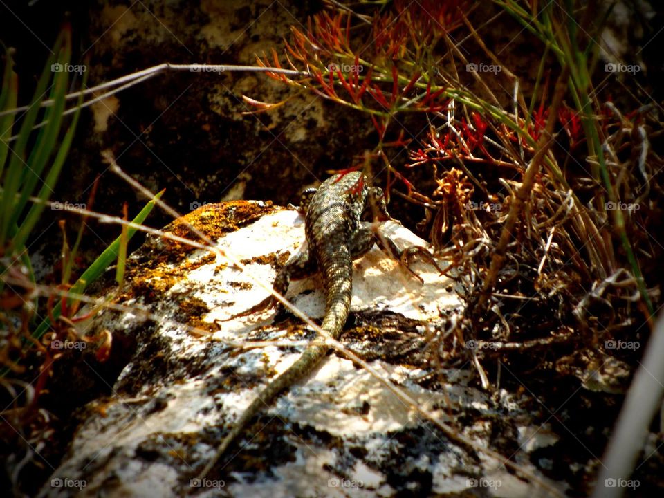 Lizard in the nature