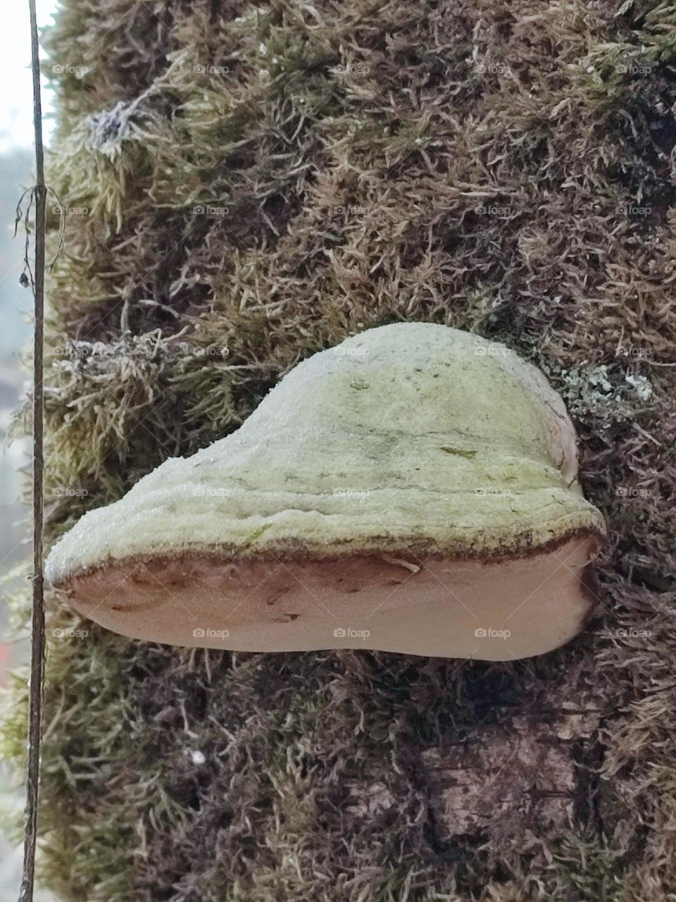 Mushroom , Wood, forest