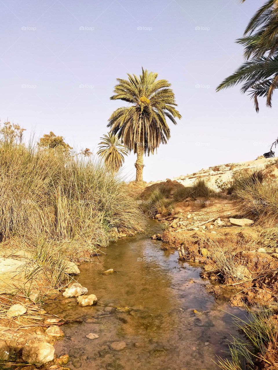 A palm tree in Wargnoun river in the South of Tighmert, Goulimine, Morocco