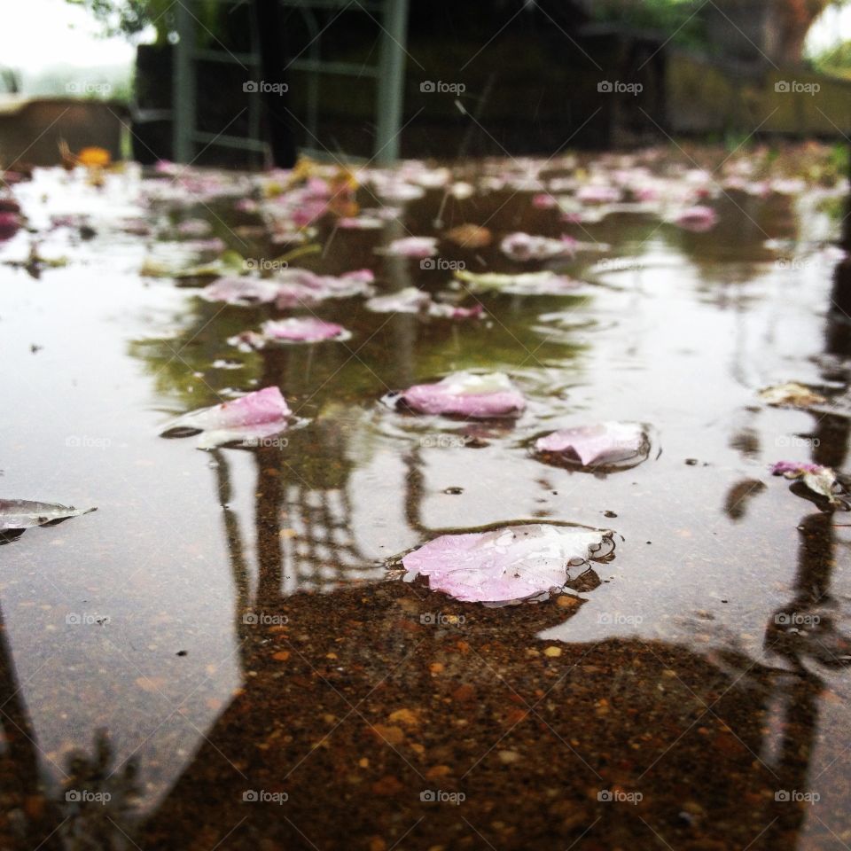 Rose Water Rain
