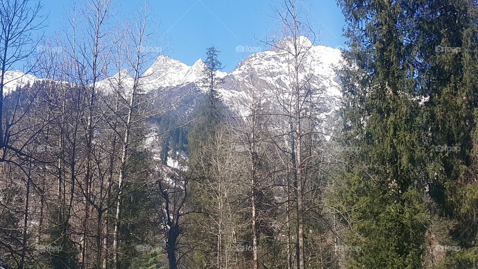 Snow hills through trees