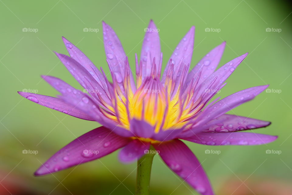 Purple lotus flower at a park 