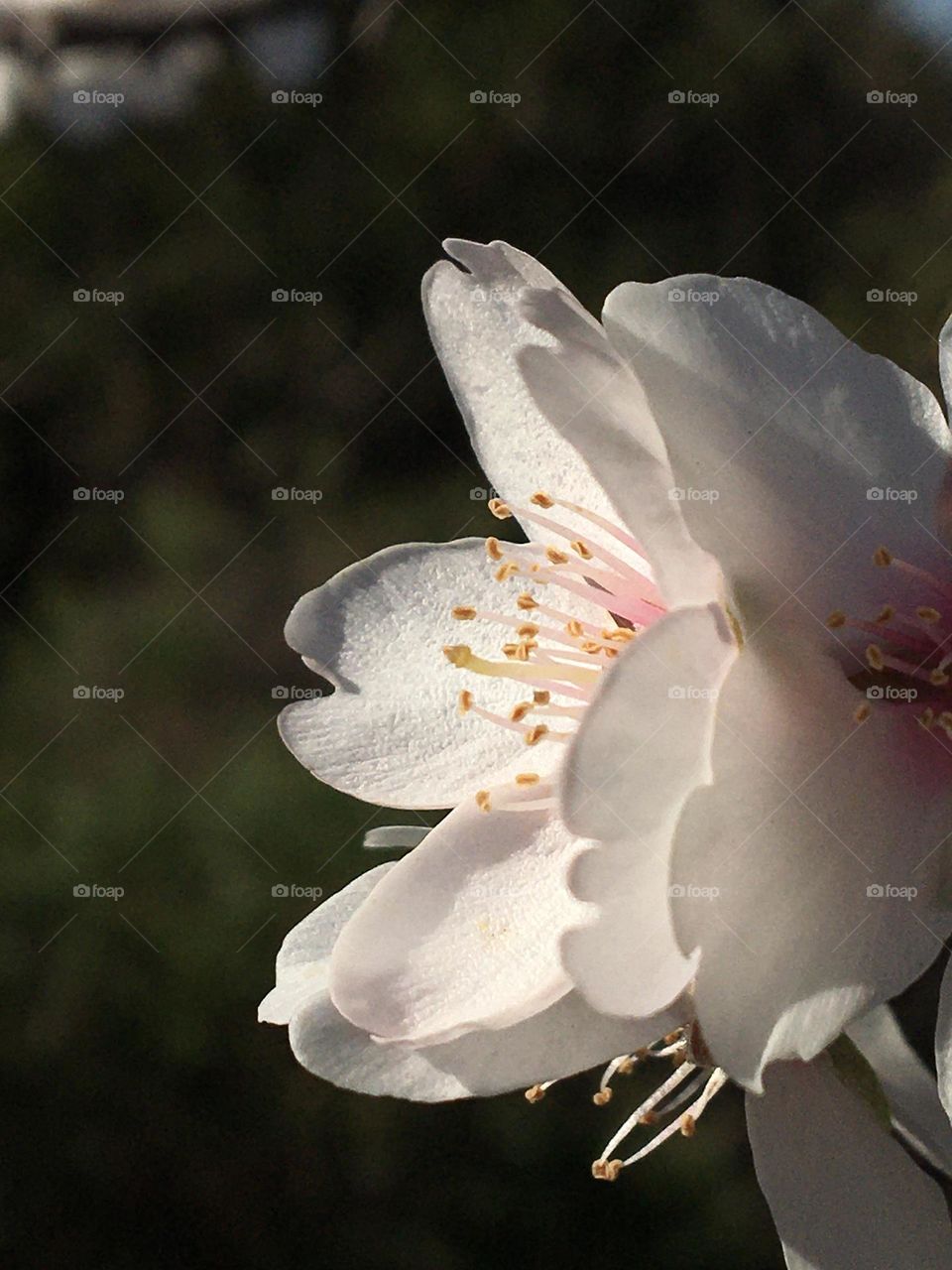 Sunlighted profile of almond tree flower 