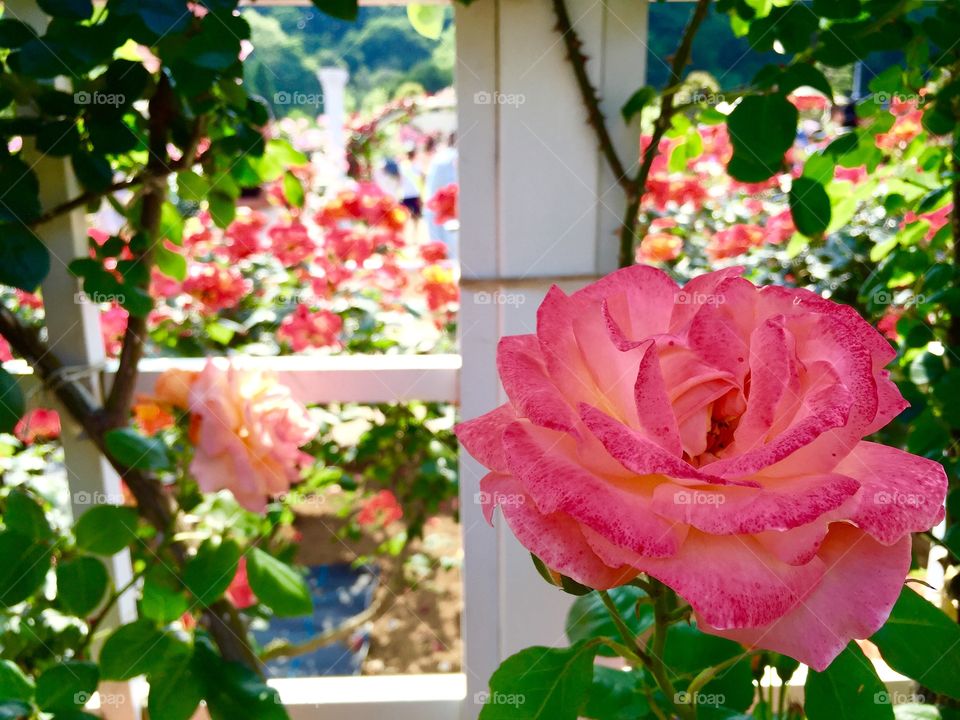 Rose garden
