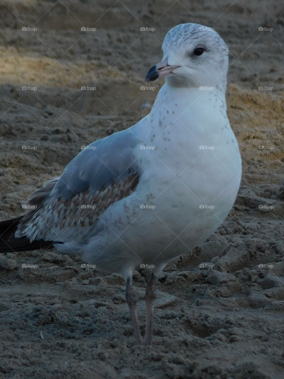 Seagull on the sand