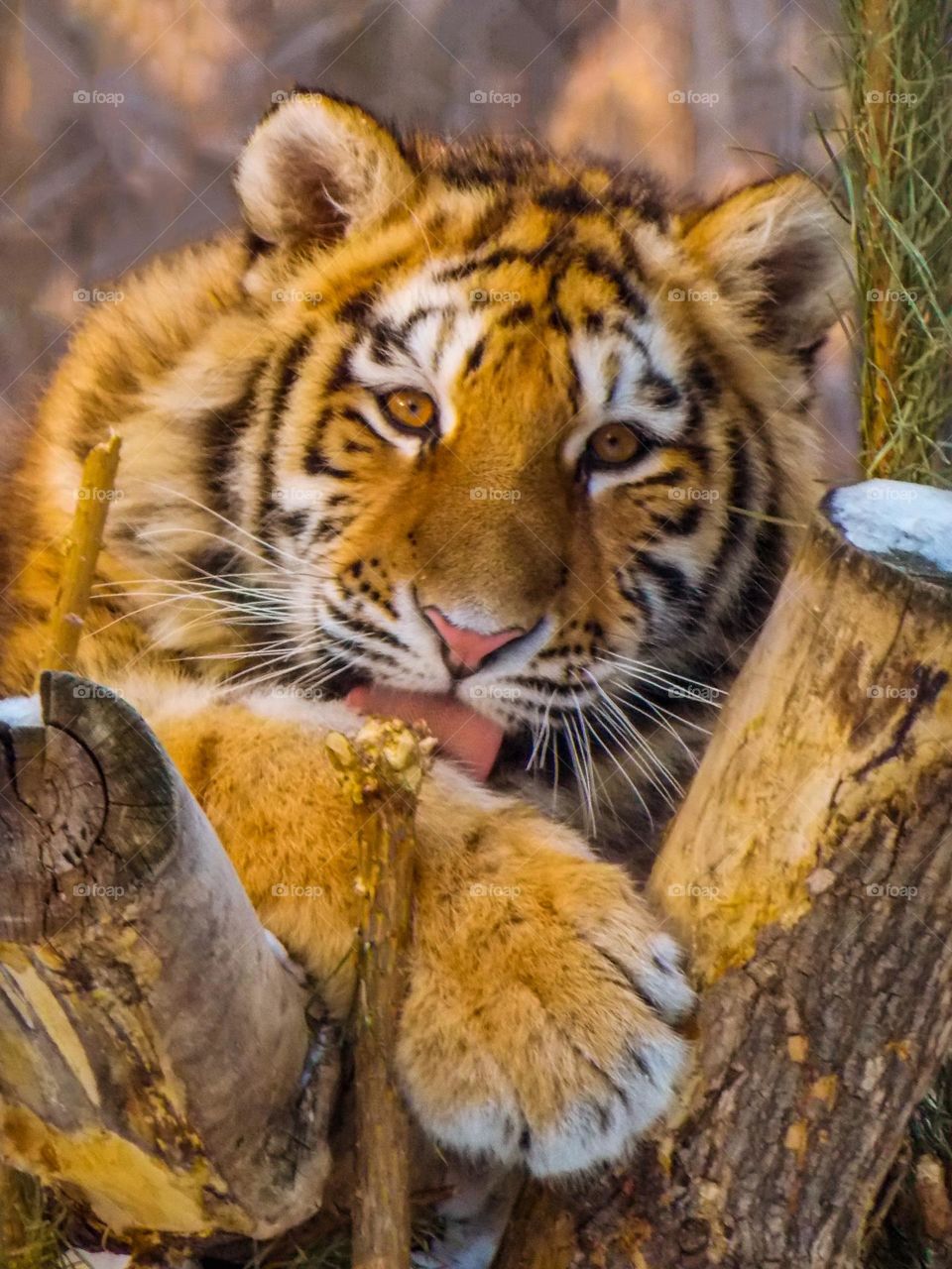 Amur tiger cub. These striped predators grow throughout their lives.