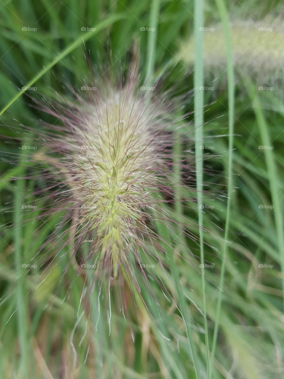 grass fluffy