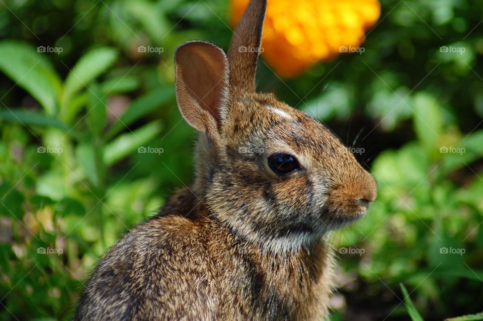 Rabbit in Summer Garden