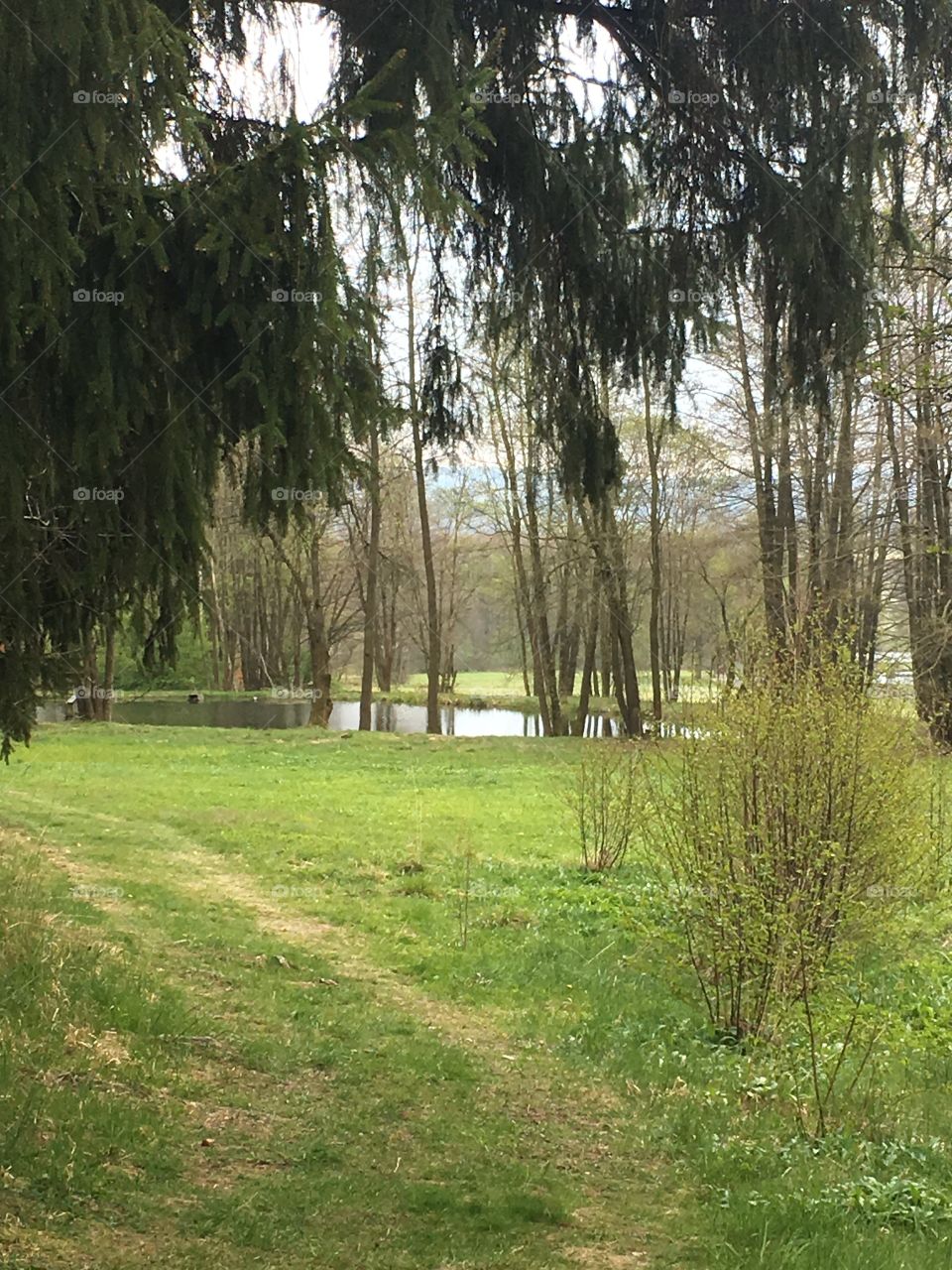 Pond on the edge of the forest