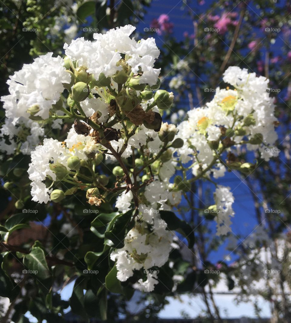 🌹 🇺🇸 Very beautiful flowers to brighten our day.  Live nature and its beauty. Did you like the delicate petals? / 🇧🇷 Flores muito bonitas para alegrar nosso dia. Viva a natureza e sua beleza. Gostaram das pétalas delicadas? 