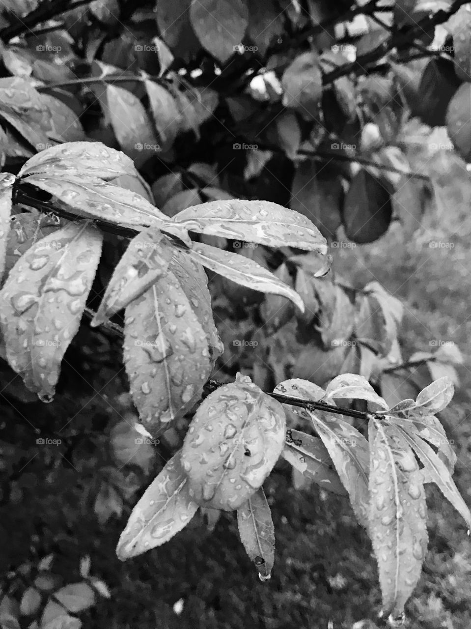 Leaves covered in rain drops on a stormy day. 