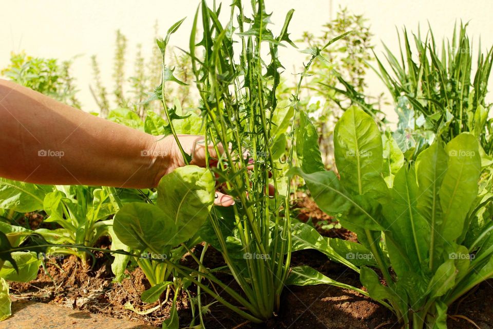 Home Garden