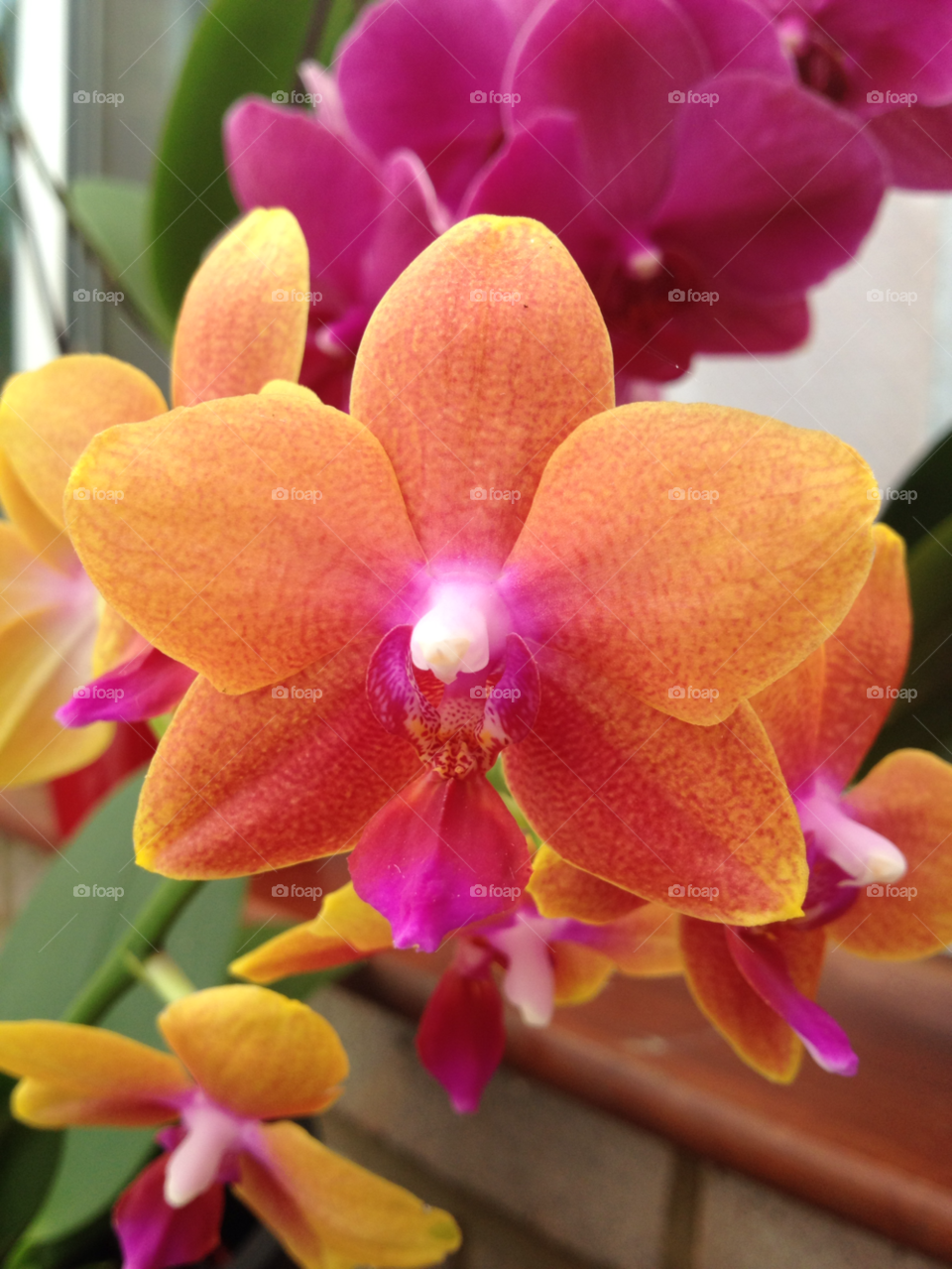 orange plant orchid peach by Ros