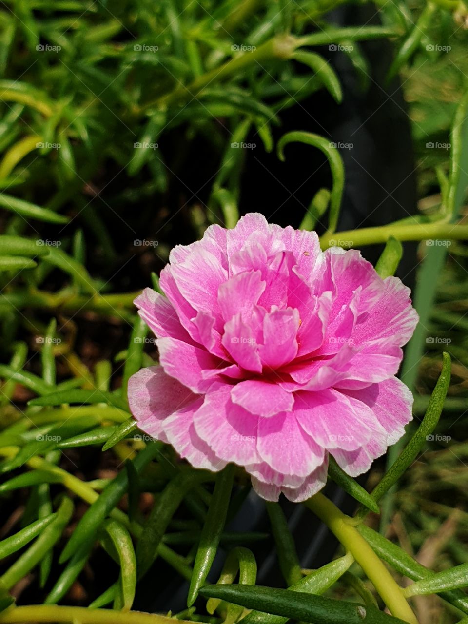 the Portulaca Grandiflora