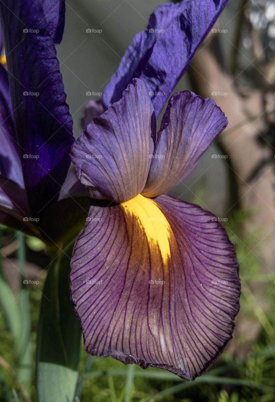 A purple & yellow Spanish iris flower