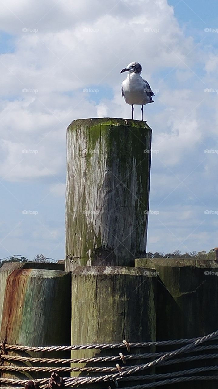 Seagull on the River