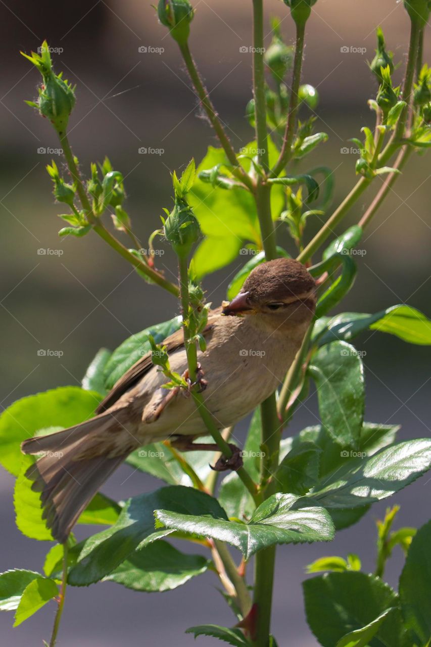 Sparrow at the rose bush