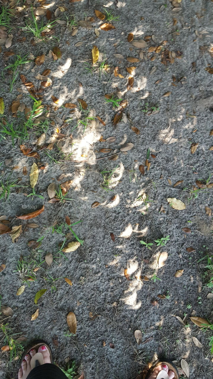 Eclipse effects through the oak canopy.